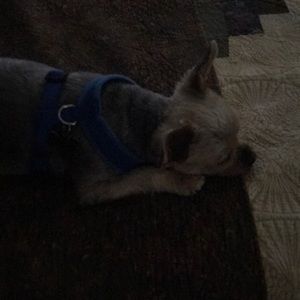 Meet your Posher, Pattie